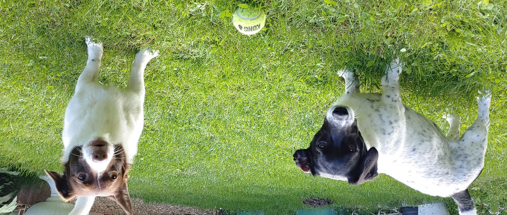 Spenden sammeln | Lebensqualität für Hund Jacky | Spendenseite