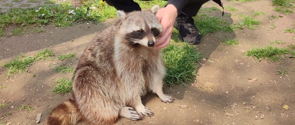 Spenden sammeln | Race for Raccoon | Spendenseite