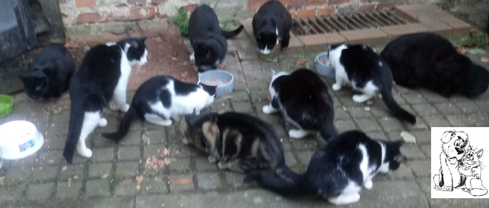 Spenden sammeln | Das Original! Futtergeld für Katzen ohne Zuhause | Spendenseite