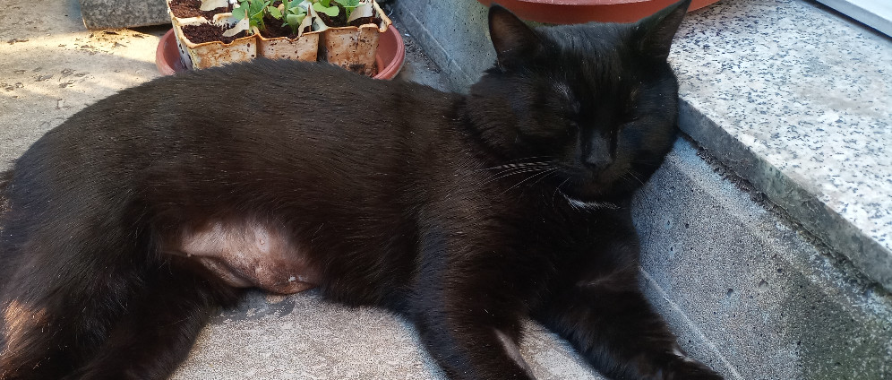 Spenden sammeln | Hilfe für meinen Kater Milan | Spendenseite