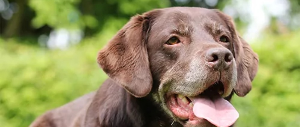 Spenden sammeln | Ein Therapiehund für mehr Unabhängigkeit | Spendenseite