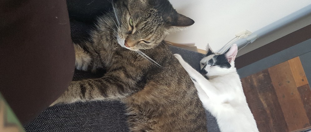 Spenden sammeln | Tierarzt Kosten Lilly und Karl | Spendenseite