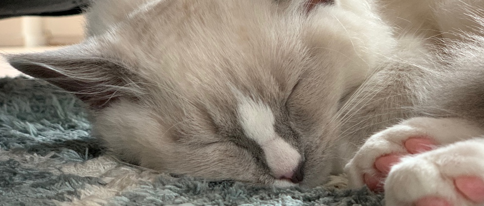 Spenden sammeln | Rettet Ragdoll Kater Loki gegen die FIP | Spendenseite