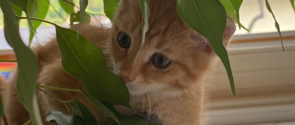 Spenden sammeln | Hilf meinem Katzen Baby zu seiner Operation | Spendenseite