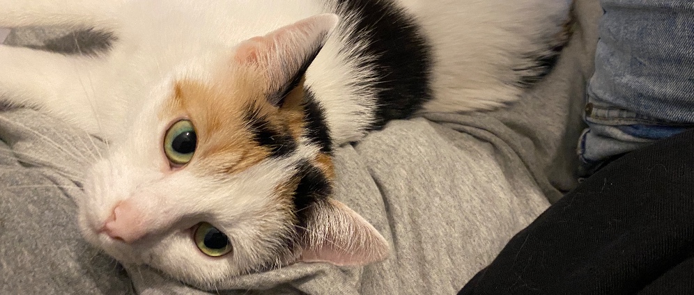 Spenden sammeln | Kosten für die Operation meiner Katze. | Spendenseite