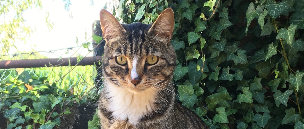 Spenden sammeln | Spenden für meine Herzkranke Katze Murphy!! | Spendenseite