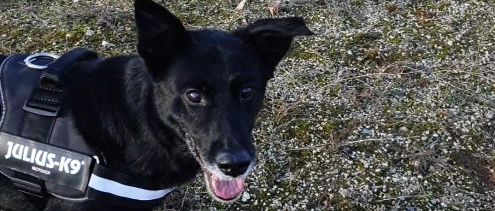 Spenden sammeln | Rettet Loki Cancer | Spendenseite
