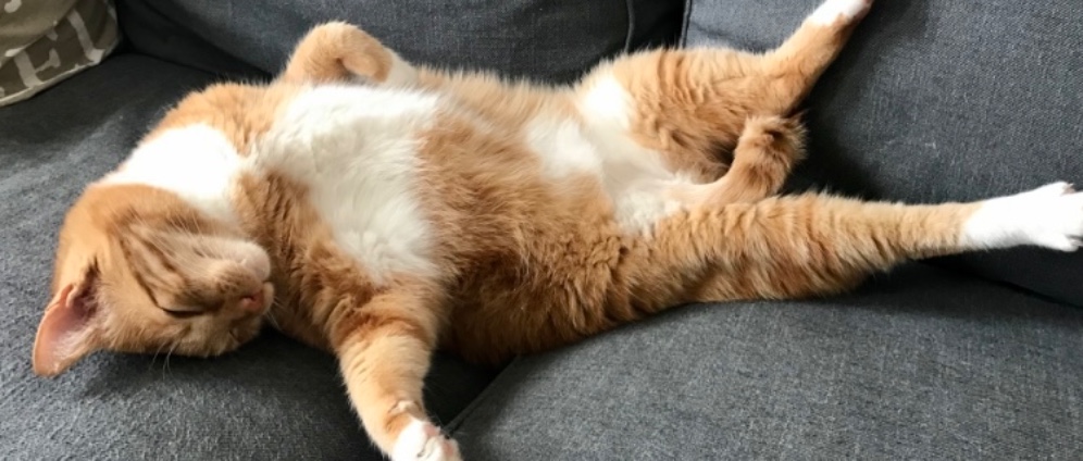 Spenden sammeln | Tierarztkosten Simba | Spendenseite