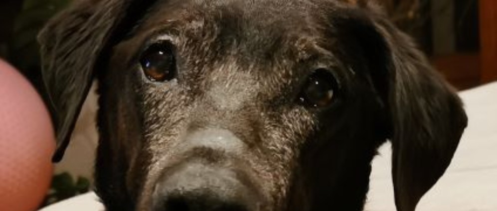 Krebstherapie für unseren Hund Leo | Spenden sammeln