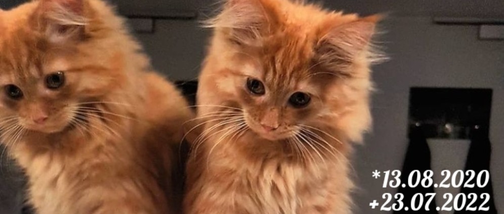 In Memory of Sushi für Handaufzucht Kitten | Spenden sammeln