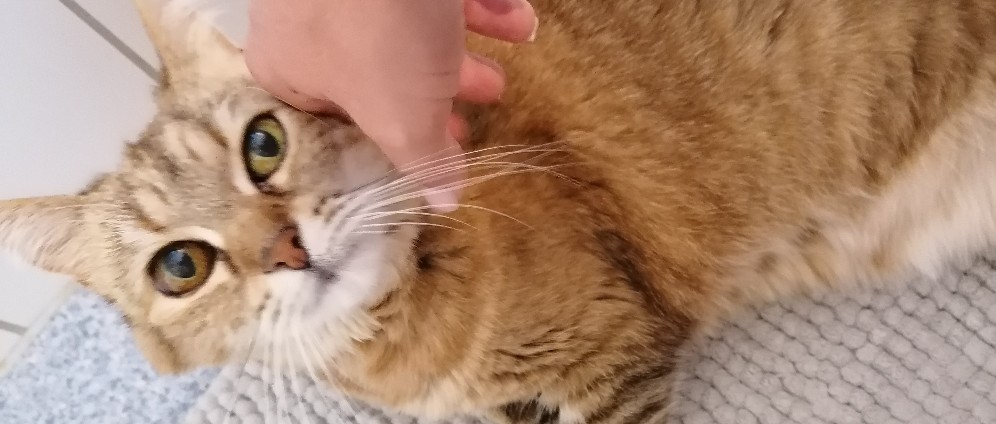 Spenden sammeln | Operation für meine Katze | Spendenseite