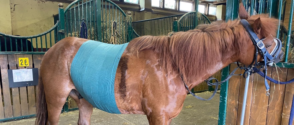 Spenden sammeln | OP für mein Pony Seppi | Spendenseite