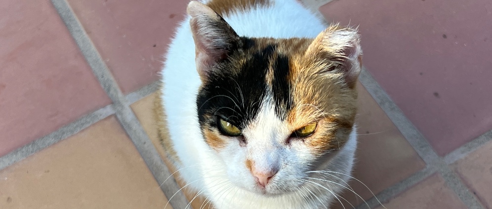 Spenden sammeln | Katzenhilfe auf Kreta | Spendenseite