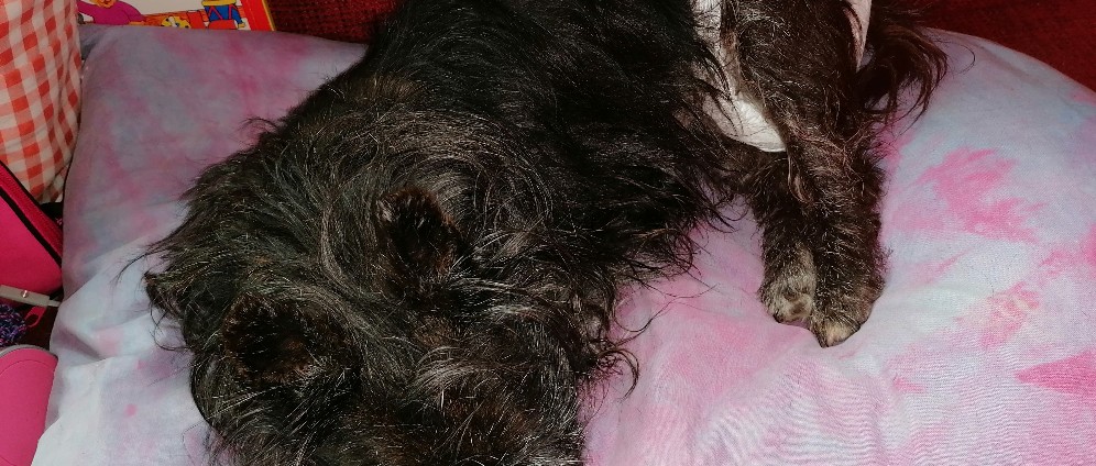 Spenden sammeln | Tierarzt, Kremieren und Urne für Hund | Spendenseite