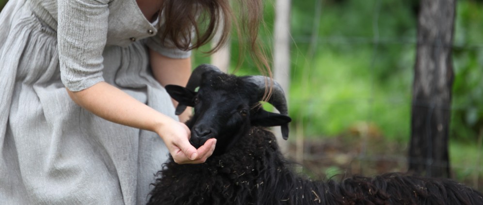 Spenden sammeln | Kastration und Tod der Tiere nach der Kastration | Spendenseite