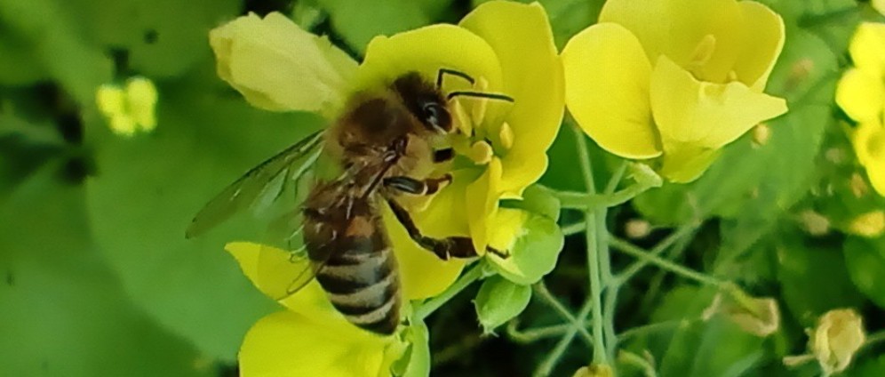 Spenden sammeln | Ein Gartenparadies fuer zahlreiche Tiere! | Spendenseite