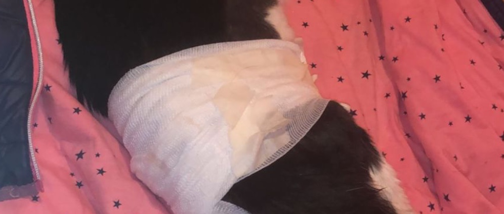 Meine wirklich kranke Katze braucht eure Hilfe ️ | Spenden sammeln