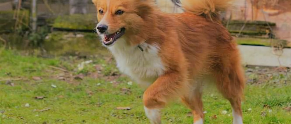 Spenden sammeln | Meinem Hund helfen | Spendenseite