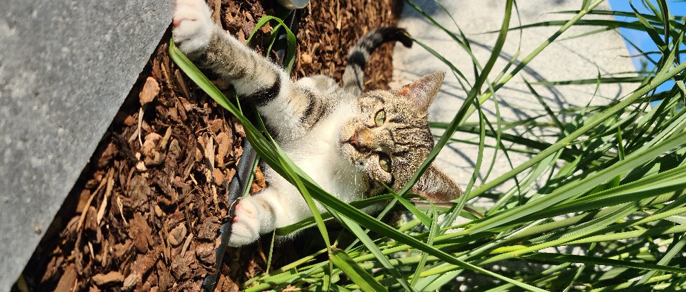 Spenden sammeln | Hilfe für meine Katze | Spendenseite