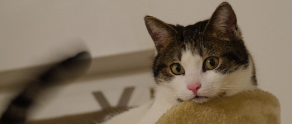 Spenden sammeln | Kater Stups springt in ein dreibeiniges Leben | Spendenseite
