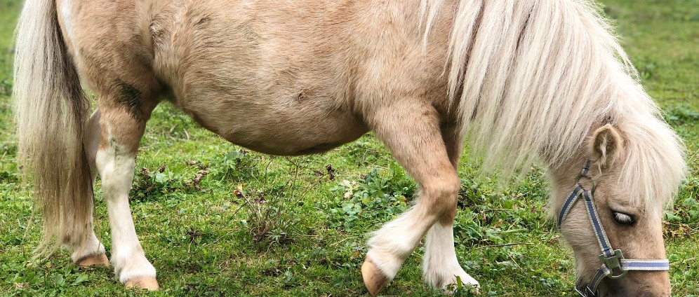 Spenden sammeln | Rettet unsere Mini Maus ️ | Spendenseite