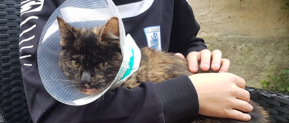 Spenden sammeln | Hilfe für Katzenkind Cora | Spendenseite