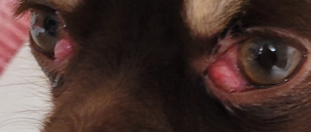 Spenden sammeln | Mogli braucht dringend eine Augen OP | Spendenseite