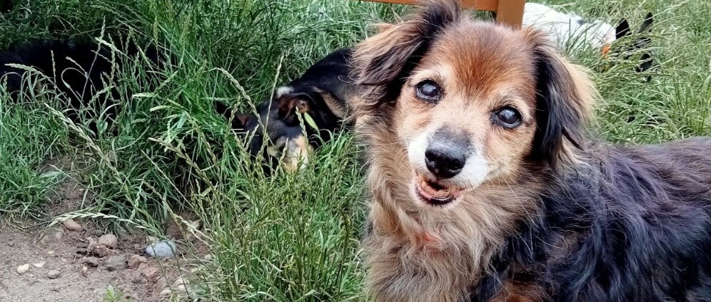 Spenden sammeln | Fellnassen sammeln für einen weichen Hundeknochen | Spendenseite
