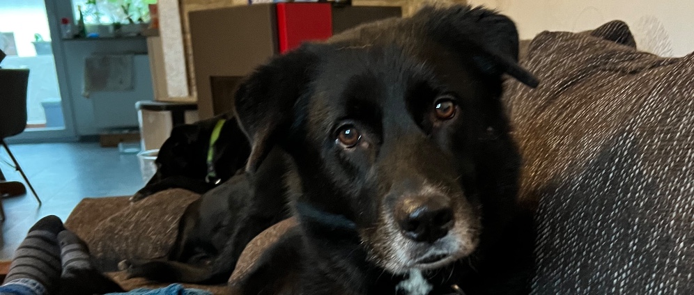 Spenden sammeln | Rettet Balou | Spendenseite