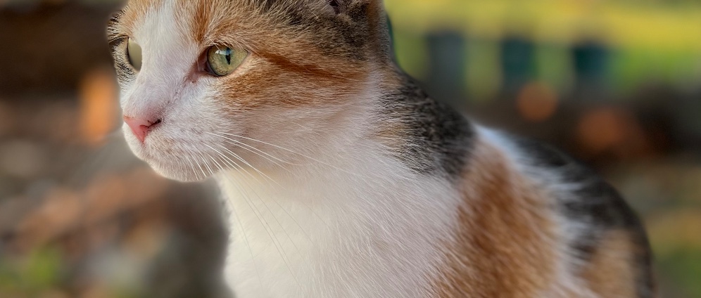 Spenden sammeln | Katze Mutti darf so jung nicht sterben! | Spendenseite