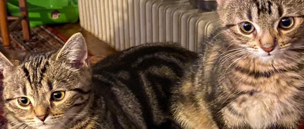 Spenden sammeln | Ein Leben für Anders Katze 12 Wochen | Spendenseite