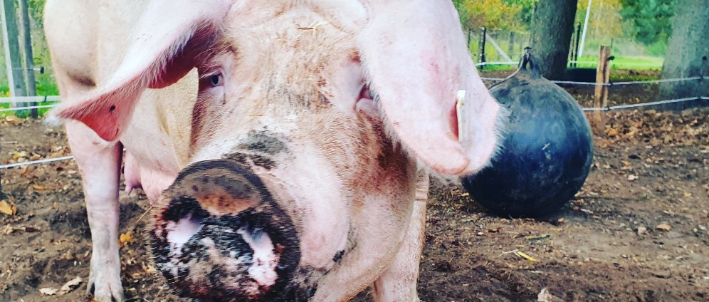 Spenden sammeln | Villa Kunterbunt Der Tiere | Spendenseite