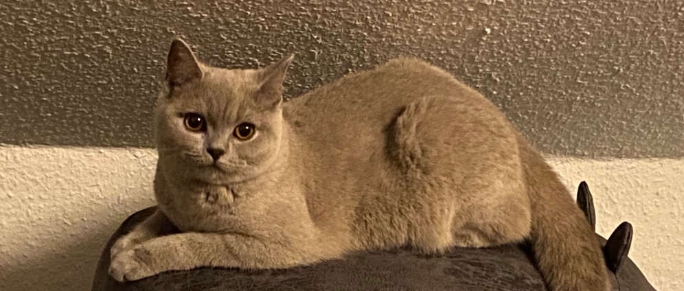 Spenden sammeln | Attraktion für Katze Nala | Spendenseite