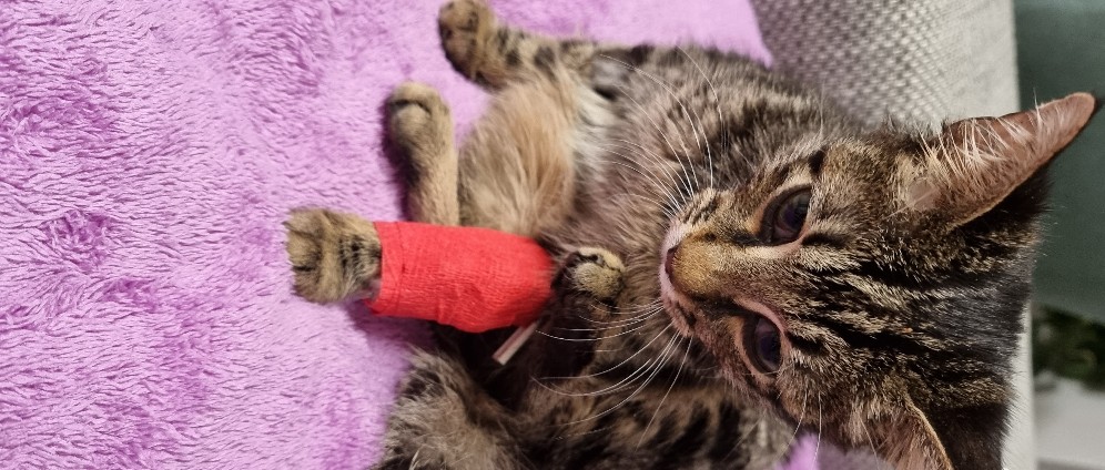 Spenden sammeln | Spende für Leben meiner Katze | Spendenseite
