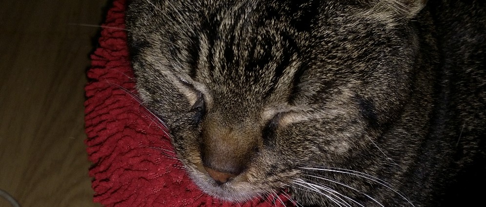 Spenden sammeln | Gelbsucht bei Katze | Spendenseite