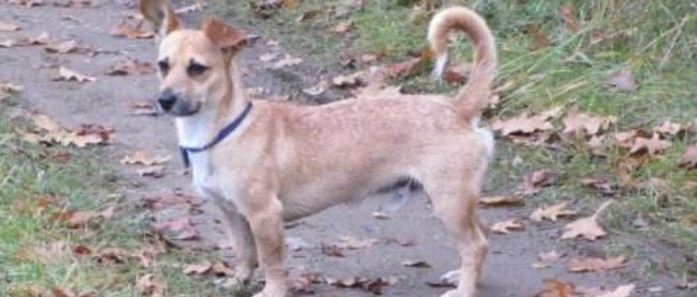 Spenden sammeln | Hilfe für meinen Terrier Mischling für Op gesucht | Spendenseite