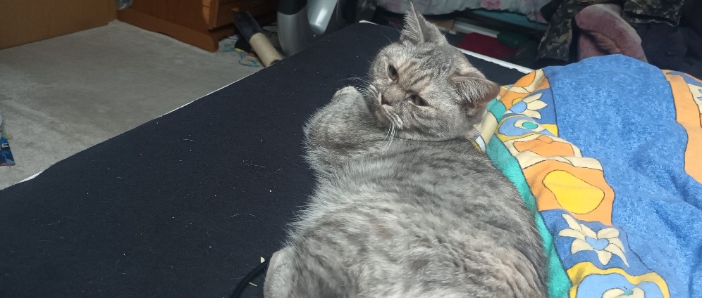 Spenden sammeln | Kleine Katze braucht unterstützung | Spendenseite
