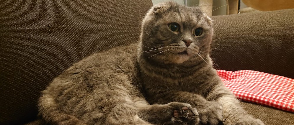 Spenden sammeln | Kater Toby | Spendenseite