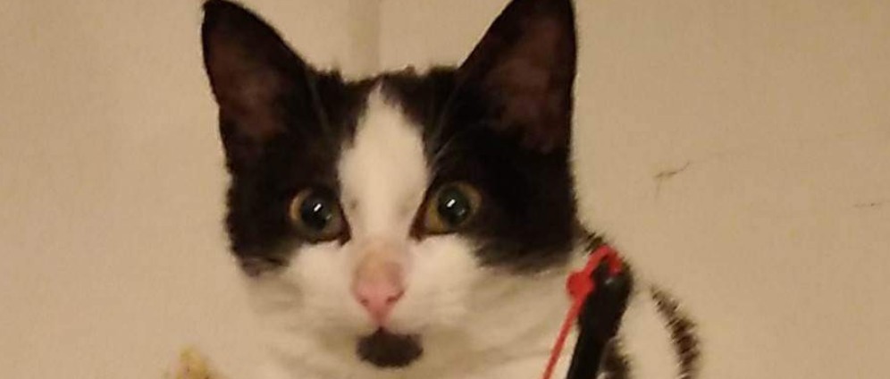 Spenden sammeln | Cats of Gouves Crete | Spendenseite