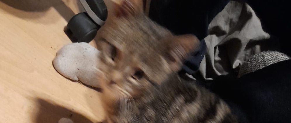 Möchte die arme katze retten die wir gefunden habe | Spenden sammeln
