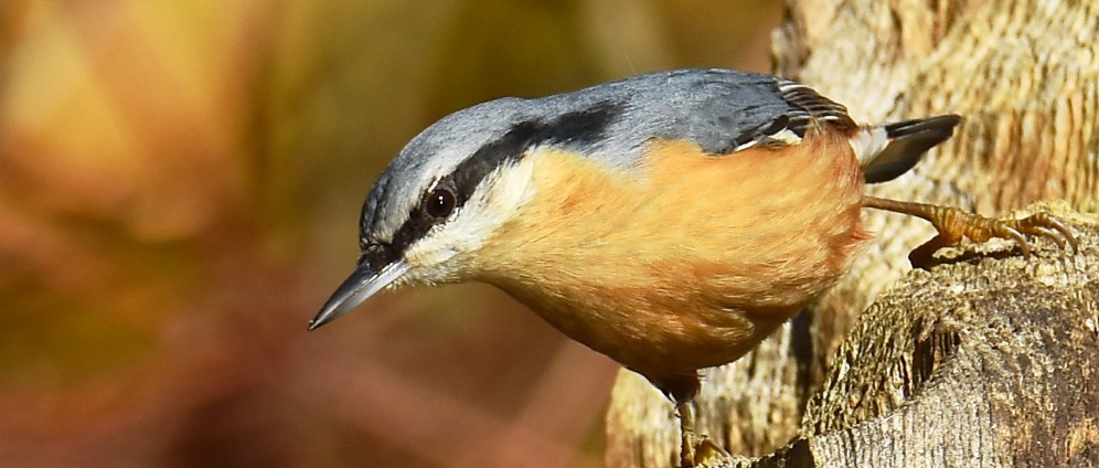 Mein Geburtstag für die Wildvogelhilfe Leipzig | Spenden sammeln