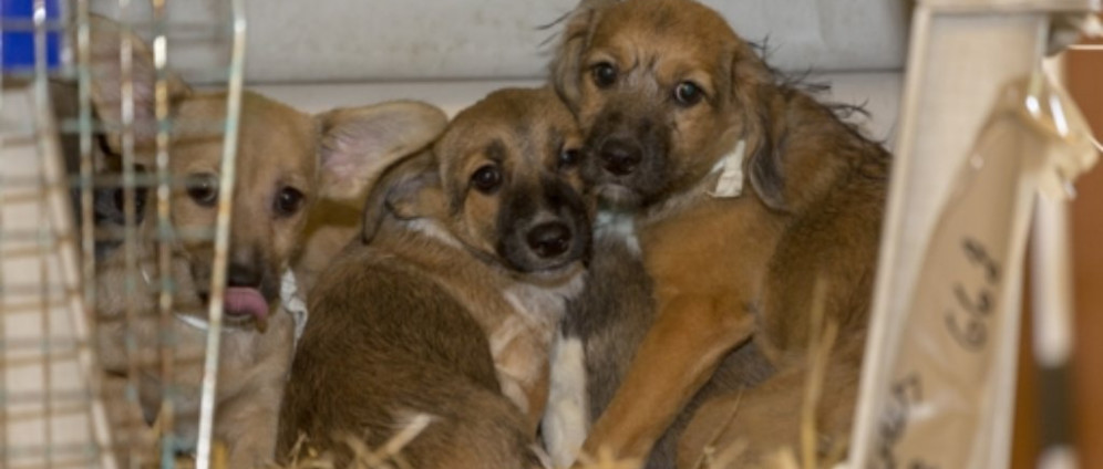 Spenden sammeln | Rettung Tiere in Not | Spendenseite