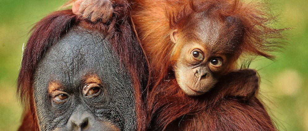 Spenden sammeln | Help Orangutans In Sumatra | Spendenseite