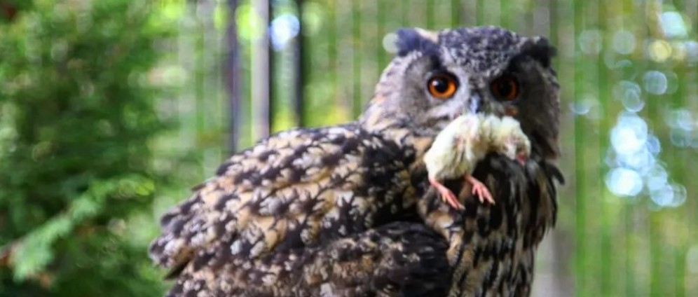 Spenden sammeln | Rettet unseren Tierpark | Spendenseite