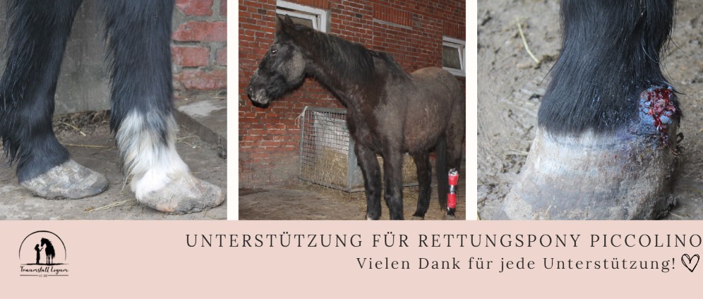 Spenden sammeln | Unterstützung für Rettungspony Piccolino | Spendenseite