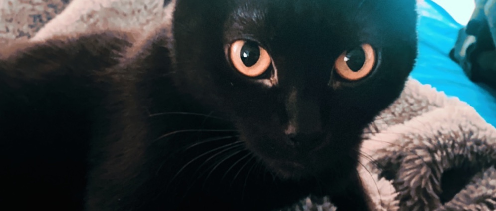 Spenden sammeln | Bitte um Hilfe für meine Katze Cheesy | Spendenseite
