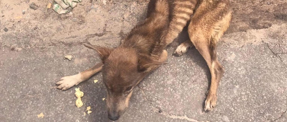 Spenden sammeln | Hilfe für Straßenhunde in Madagaskar | Spendenseite