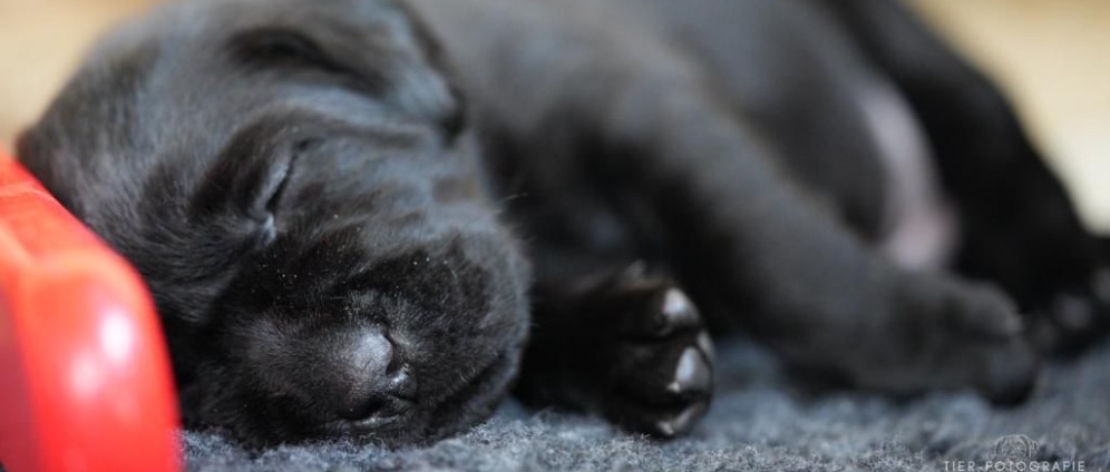 Spenden sammeln | Assistenzhund für Sarah | Spendenseite