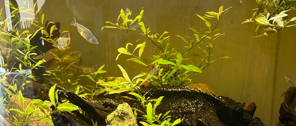 Spenden sammeln | Kita Weinbergwichtel Aquarium und andere Projekte | Spendenseite