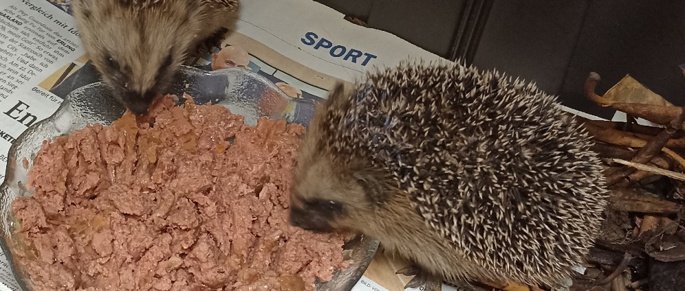 Spenden sammeln | ️ Igel ️ ️ brauchen unsere Hilfe! | Spendenseite